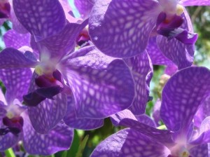 come-fotografare-le-orchidee_NCG4