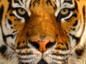 Simone Sbaraglia - Tigre del Bengala